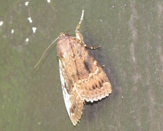 Amphipyra cfr. pyramidea (Noctuidae)